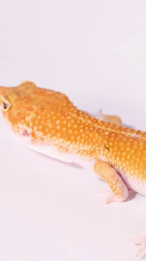 Orange Leopard Gecko Crawling Across a Plain White Background Stock Footage 328333419