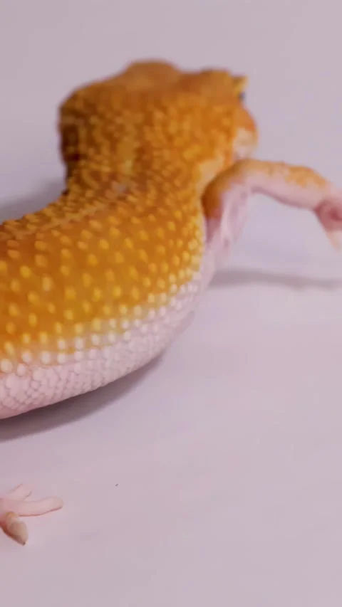 Orange Leopard Gecko Crawling Across a Plain White Surface Stock Footage 328492953