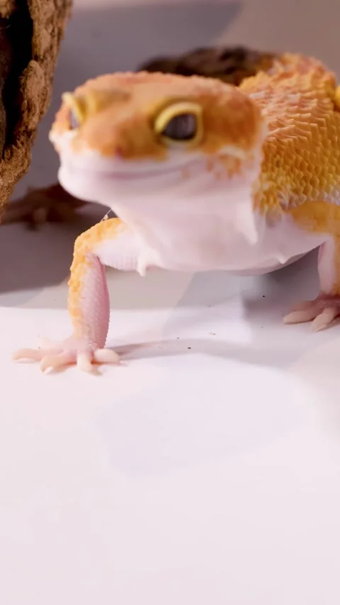 Orange Leopard Gecko Crawling and Looking Up on White Surface 库存影片 328272571