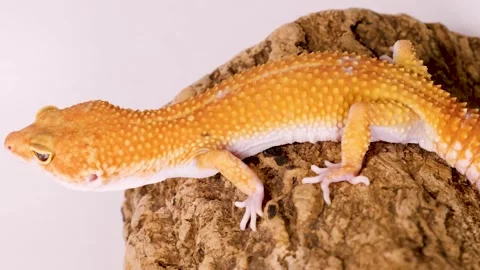 Orange Leopard Gecko Crawling on Bark Against a White Background Stock Footage 327688603