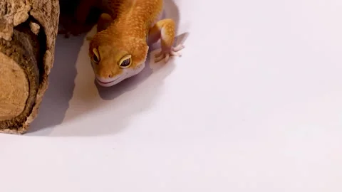 Orange Leopard Gecko Crawling Next to a Log on White Background Stock Footage 327186046