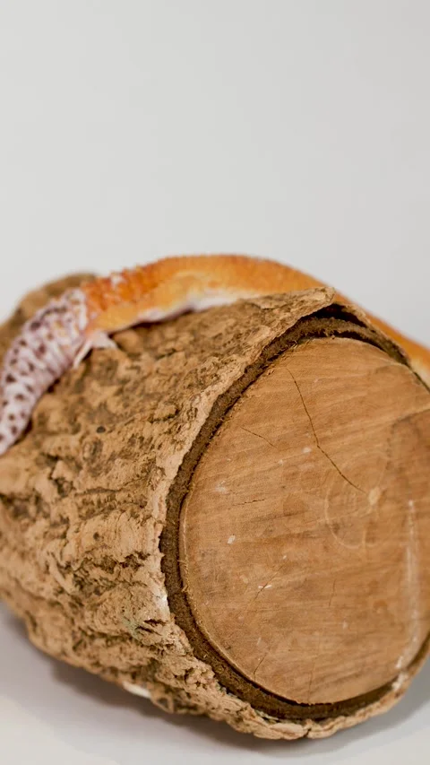 Orange Leopard Gecko Crawling Over a Textured Wood Log Stock Footage 325164249