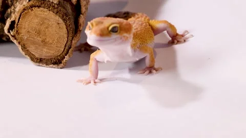 Orange Leopard Gecko Crawling on White Surface Near Tree Bark Stock Footage 328281008