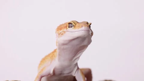 Orange Leopard Gecko Looking Up Against a White Background Stock Footage 327691630
