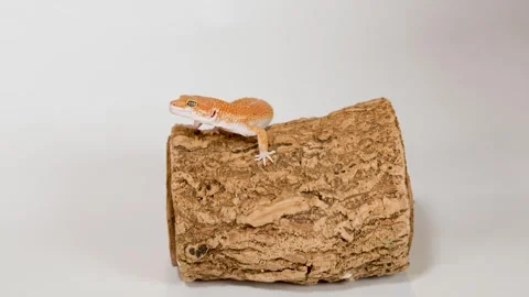 Orange Leopard Gecko Perched on a Bark Log Against a White Background Stock Footage 325696968
