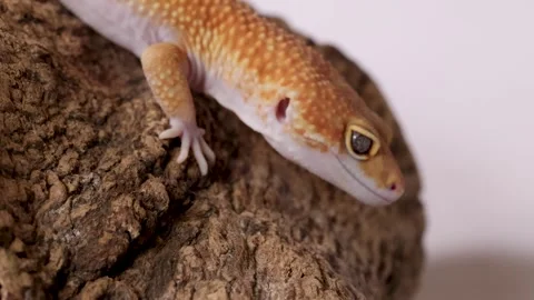 Orange Leopard Gecko Slowly Crawls Down a Textured Tree Branch Stock Footage 327121394