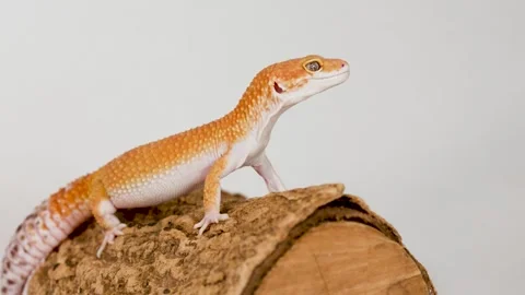 Orange Leopard Gecko Standing Still on a Log with White Background Stock Footage 324938540