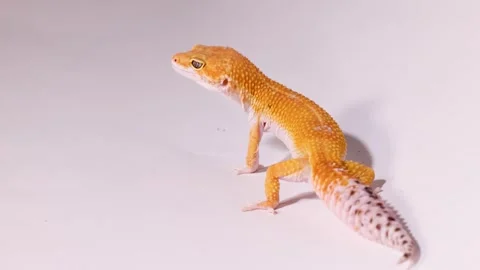 Orange Leopard Gecko Standing Still on a Plain White Background Stock Footage 327262399