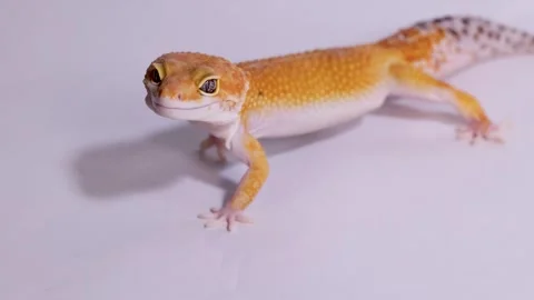 Orange Leopard Gecko Standing Still on a Plain White Background Vídeos de archivo 327629184