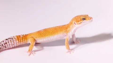 Orange Leopard Gecko Standing Still on a White Studio Background Stock Footage 328063836