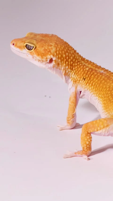 Orange Leopard Gecko Standing on White Background in Profile View Stock Footage 328080123