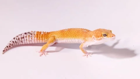 Orange Leopard Gecko Walking Across a Plain White Background Stock Footage 327830702