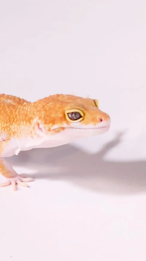 Orange Leopard Gecko Walking Across a Plain White Background Stock Footage 328147751