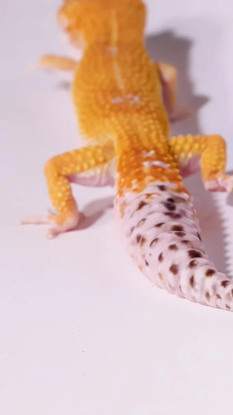 Orange Leopard Gecko Walking Across a Plain White Surface Stock Footage 328333507