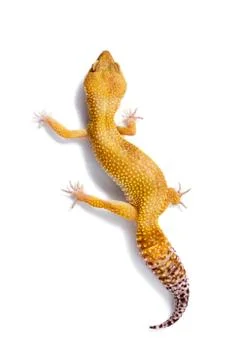 Orange leopard gecko walking and looking forward on white background Foto stock