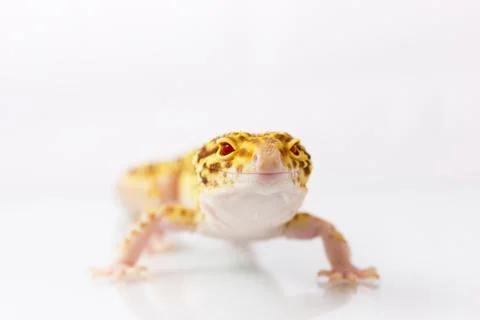 Orange leopard gecko walking and looking at camera on white background Stock Photos