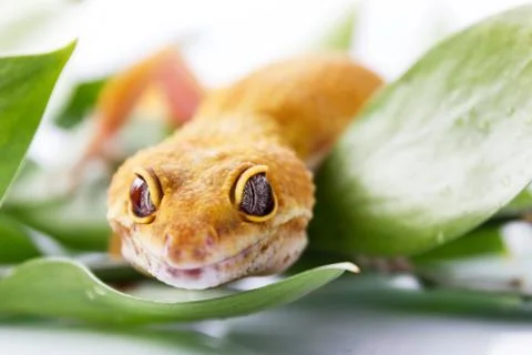 Orange leopard gecko walking and looking at camera in green leaves Stock Photos