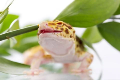 Orange leopard gecko walking and looking forward in green leaves Stock Photos