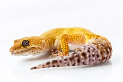 Orange leopard gecko walking and looking forward on white background Stock Photos