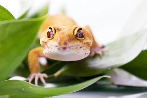 Orange leopard gecko walking and looking at camera in green leaves Foto stock