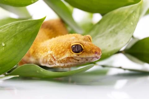 Orange leopard gecko walking and looking forward in green leaves Stock Photos
