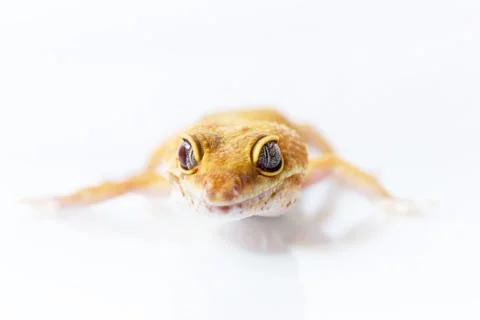 Orange leopard gecko walking and looking forward on white background Foto stock