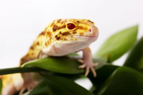 Orange leopard gecko walking and looking forward in green leaves Stock Photos