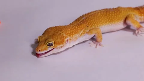 Orange Leopard Gecko Walking on a Plain White Background Stock Footage 327626465