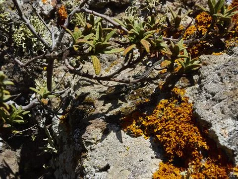 Orange lichen growing on sharp edged volcanic rocks Stockfoto's