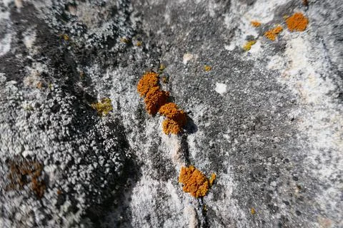 Orange lichen patch on gray rock Stock Photos