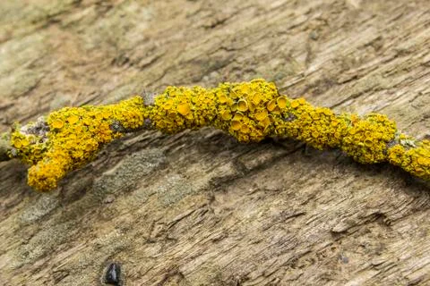 Orange Lichen Stock Photos