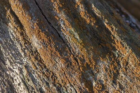 Orange lichen Stock-Fotos