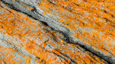 Orange Lichen on Rock Stock Photos