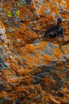 Orange lichen on rugged rock texture and full-frame background Фото