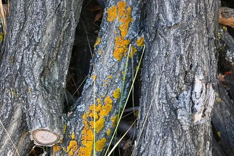 Orange lichen on textured tree bark Stock Photos