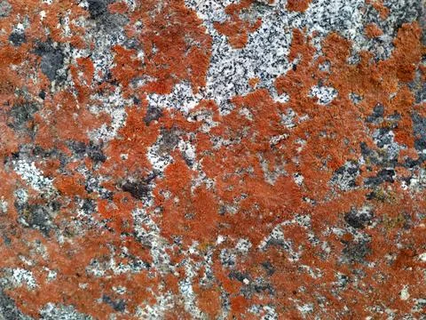 Orange Lichens Stock Photos