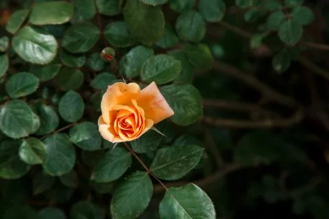 Orange, light pink delicate rose closeup. selective focus with shallow depth  Stock Photos