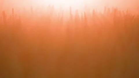 Orange light wheat ears on sunlight wind at sunny day. Golden wheat field on Stock Footage 213665969