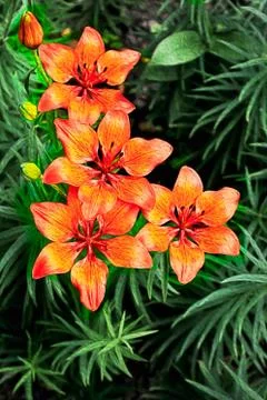 Orange Lilies Stock Photos