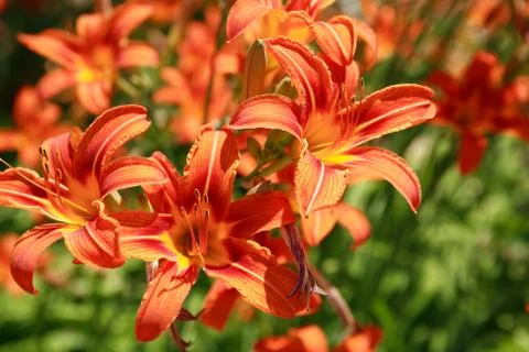 Orange lilies Stock Photos