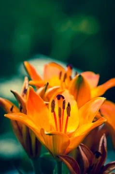 Orange lilies Stock Photos
