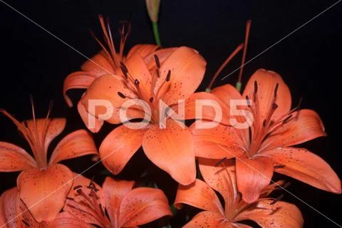 Orange lilies Stock Photos