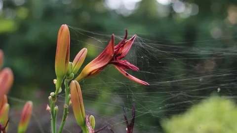 Orange lilly blooming and in decay, covered by spooky spider web, mystical macro Stock Footage 255082685