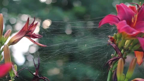Orange lilly blooming and in decay, covered by spooky spider web, mystical macro Stock Footage 255082691