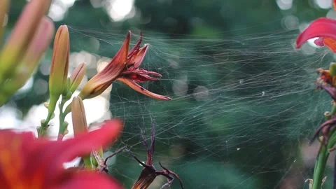 Orange lilly blooming and in decay, covered by spooky spider web, mystical macro Stock Footage 255082753