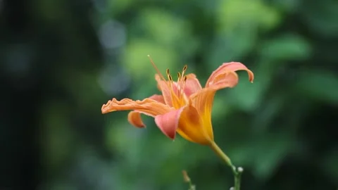 Orange lilly in a dark green garden. Fire lilly, tiger lilly Stock Footage 255083053