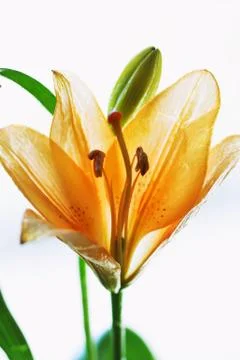 Orange lilly Foto stock