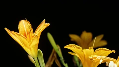 Orange Lily Blooming – Elegant Time-Lapse with Cinematic Lighting – 8K Stock-Footage 320836039