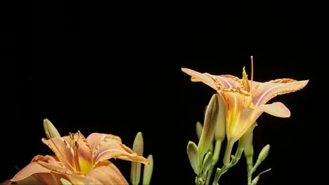 Orange Lily Blooming – Elegant Time-Lapse in Cinematic 8K Stockbeeldmateriaal 320836047