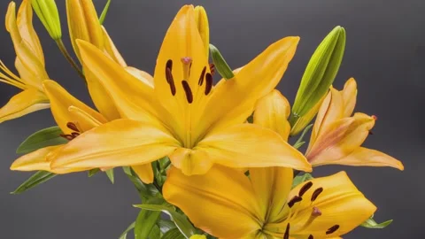 Orange Lily blooming in time lapse video 스톡 동영상 316946308